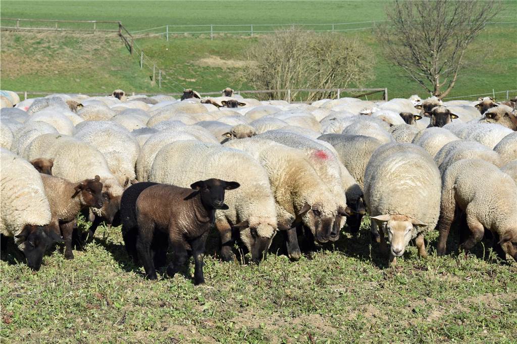 Vier bis fünf Monate werden die Lämmer von ihren Müttern gesäugt. Das kleine schwarze Lamm im Vordergrund ist zu jung für ein Osterlamm und wird jetzt noch nicht geschlachtet.