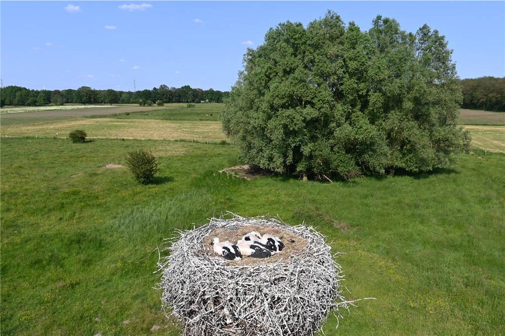 Vier Jungtiere wurden beringt.