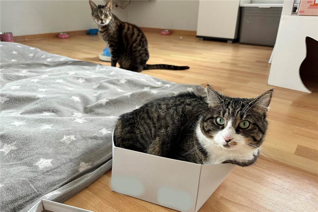 Aus für Streunerkatzenprojekt: „Ich hatte kein normales Leben mehr“ Eine Katze hat es sich in einem Schuhkarton gemütlich gemacht. Im Hintergrund ist noch ein Kater zu sehen.