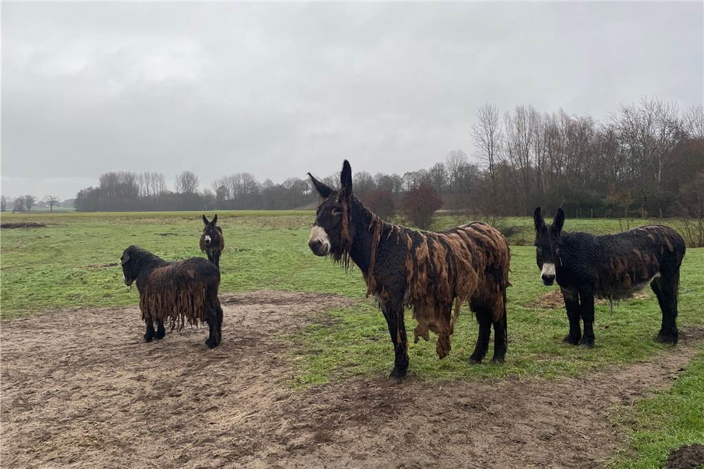 Esel mit zotteligem Fell stehen auf einer matschigen Wiese in den Steverauen in Olfen. 