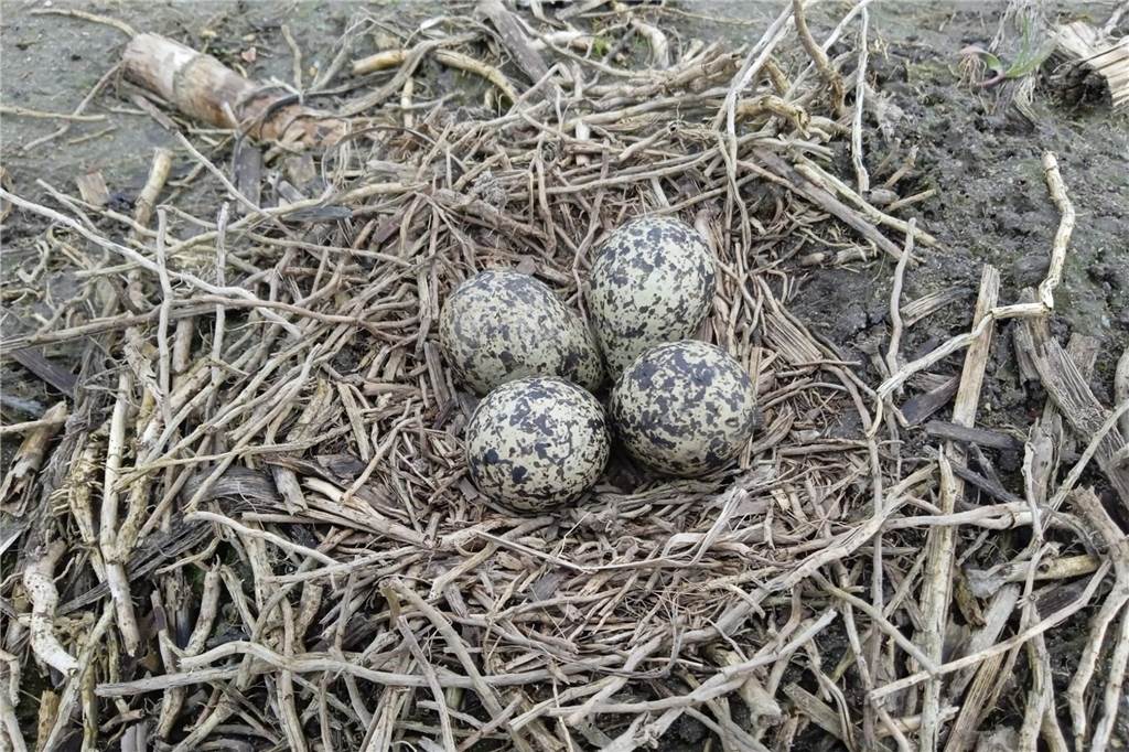 Naturschutz in Haltern