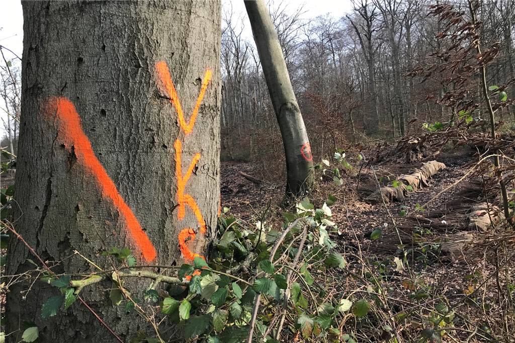 Bis zu 30 Grad in Castrop-Rauxel: Förster und Stadt weisen auf Probleme hin VKS ist das Zeichen für die Waldarbeiter, dass dieser 160 Jahre alte Baum gefällt werden muss. Er ist tot und kann eine Gefahr für Spaziergänger werden.
