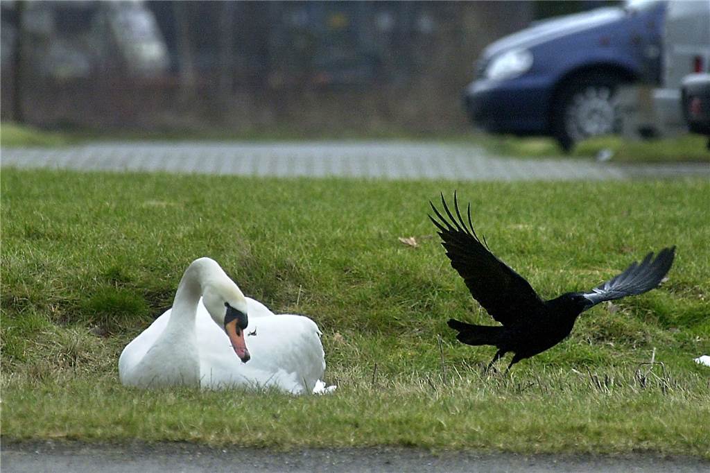 Auch Tiere brauchen Wasser: Hier sind die Castrop-Rauxeler gefragt! Schwan und Krähe auf der Wiese. Im Hintergrund ist ein Auto.