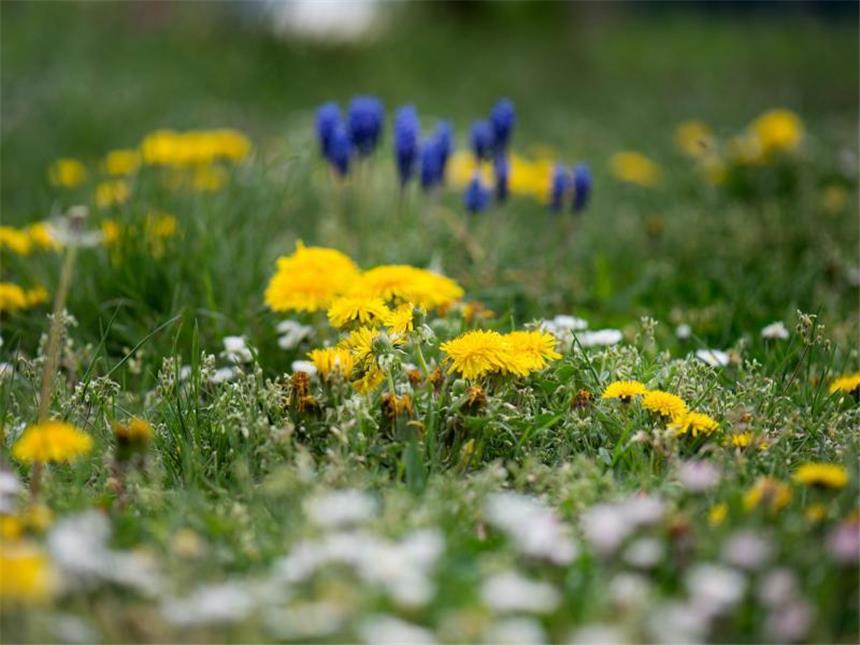 Das lockt Singvögel an: Wildblumen und Beeren-Sträucher Vögel lieben Wildblumenwiesen. Foto: Arno Burgi