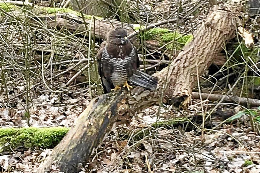 Rettungsaktion in Westerfilde bleibt ohne Happy End Völlig apathisch saß der Bussard neben dem Waldweg.