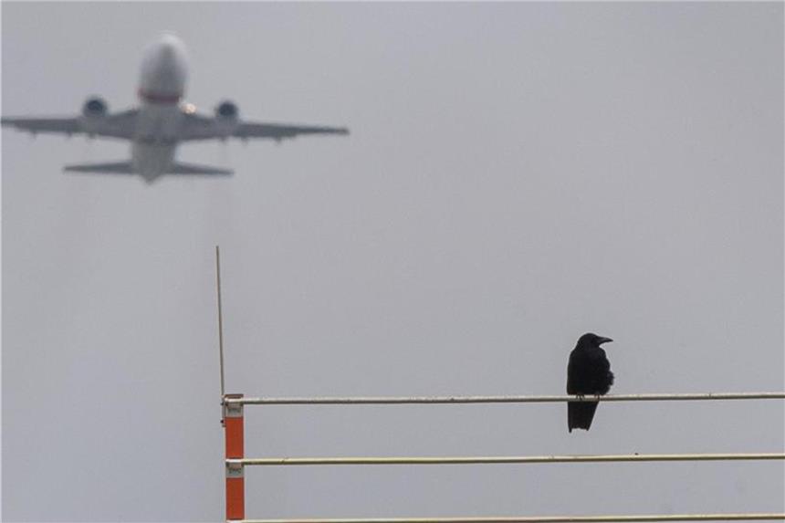 Bis zu 2100 Vogelschläge jährlich im deutschen Luftraum Vogelschläge im Luftraum können zu schweren Flugunfällen führen. Auf vielen Flughäfen wird daher versucht, die Vögel zu verscheuchen. Foto: Sebastian Gollnow