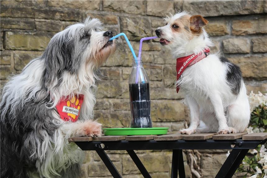 Erlebniswelt mit mehr als 11.000 Hunden und 500 Katzen Vom 11. bis 13. Mai findet in den Westfalenhallen die Messe „Hund & Katz“ statt. Die Filmpfoten sind mit dabei.