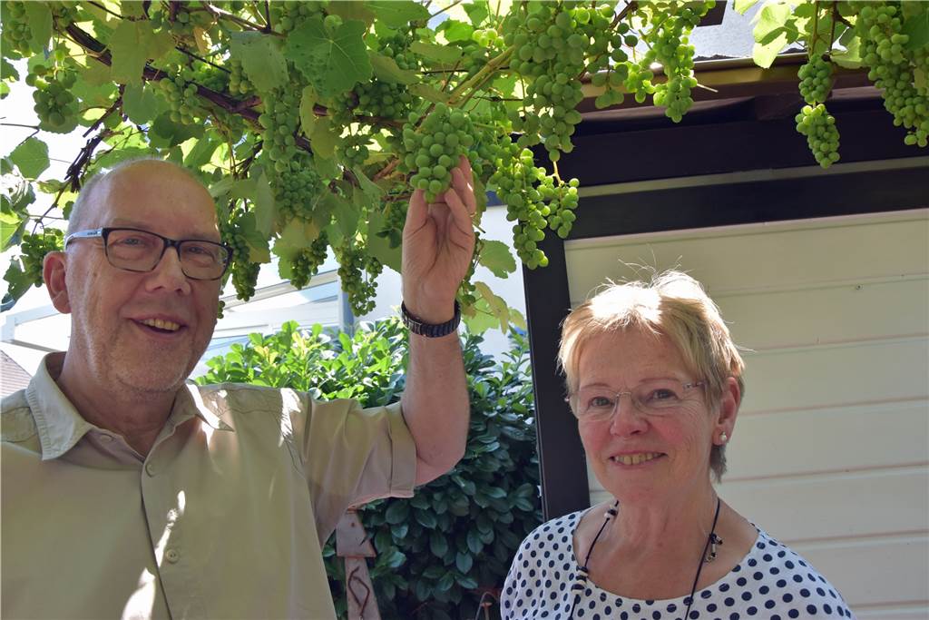 Kühles Plätzchen mit Urlaubsfeeling in der eigenen Weintraubenlaube Vom Ertrag der Reben, waren Klaus und Barbara Zander zunächst überrascht.