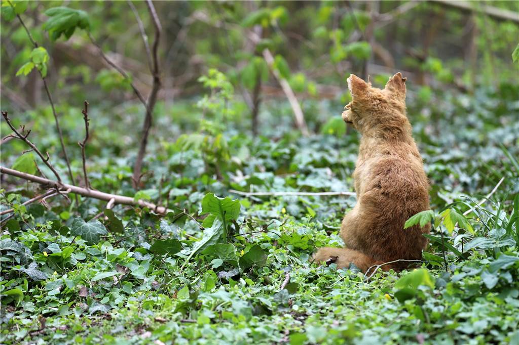 Fuchs im Gebüsch neben Schule erschreckt in Cappenberg nicht nur Hunde Vom Fuchs im Busch ist erst nur der Rücken zu sehen, täuschend echt wirkt so das Präparat.