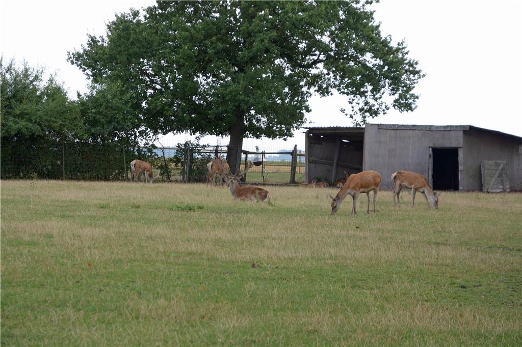 Tiere auf einer Wiese