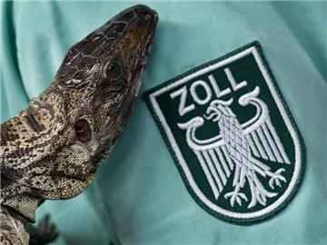 Vom Zoll sichergestellte ausgestopfte Teju-Echse. Foto: Boris Roessler
