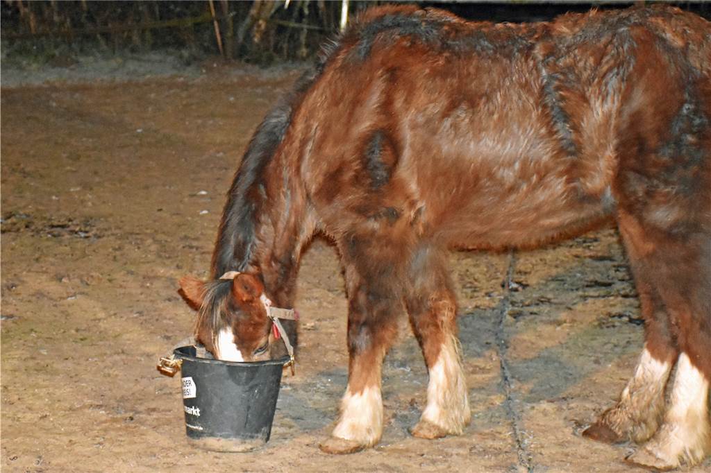 Dieb gibt gestohlene Spendenbox samt Inhalt nach sechs Jahren zurück Von dem Geld will der Verein unter anderem Futter für die Tiere kaufen. Die alten Pferde und Ponys brauchen teilweise Spezialfutter.