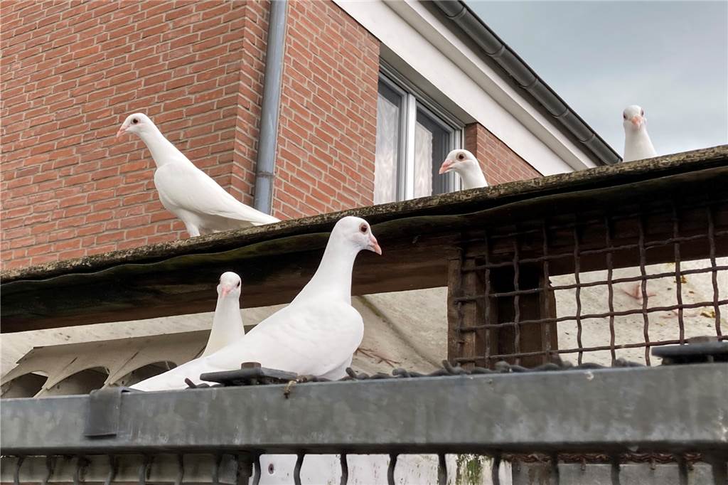 Nach der Trauung fliegen die Hochzeitstauben stets nach Wulfen zurück Weißen Tauben auf dem Dach des Schlages