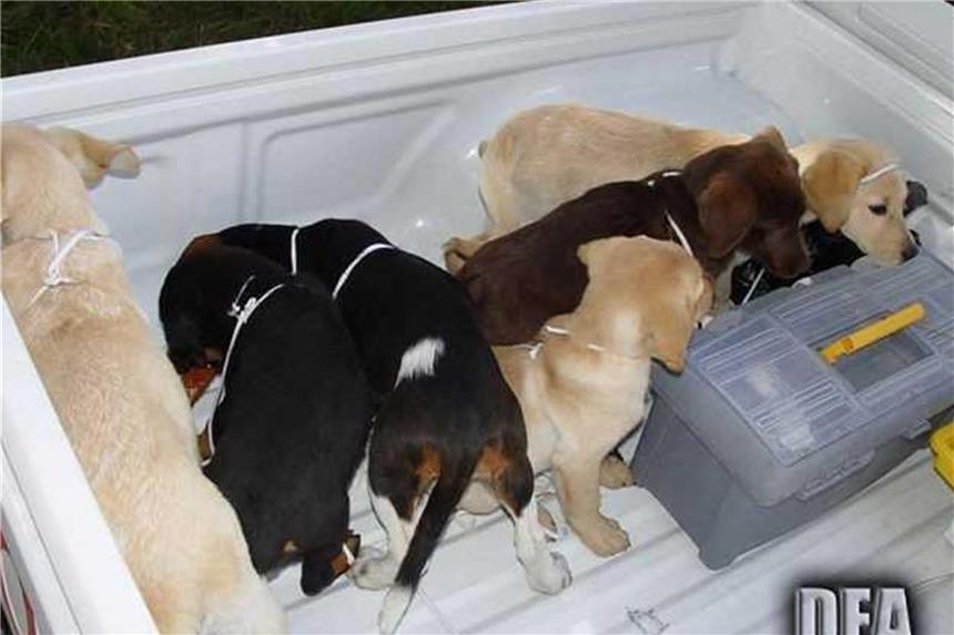 Tierarzt soll Heroin in Welpenbäuche eingepflanzt haben Von einer Farm in Kolumbien gerettete Hundewelpen, die für den Drogenschmuggel vorgesehen waren. Weil er Heroinpäckchen in die Bäuche von Welpen operiert haben soll, droht einem kolumbianischen Tierarzt eine lange Haftstrafe in den USA. Foto: /U.S. Drug Enforcement Administration