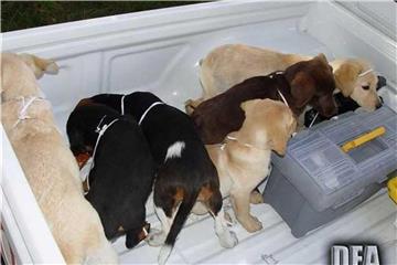 Von einer Farm in Kolumbien gerettete Hundewelpen, die für den Drogenschmuggel vorgesehen waren. Weil er Heroinpäckchen in die Bäuche von Welpen operiert haben soll, droht einem kolumbianischen Tierarzt eine lange Haftstrafe in den USA. Foto: /U.S. Drug Enforcement Administration