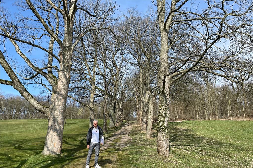 Von unten aus wirkt die Allee besonders beeindruckend.