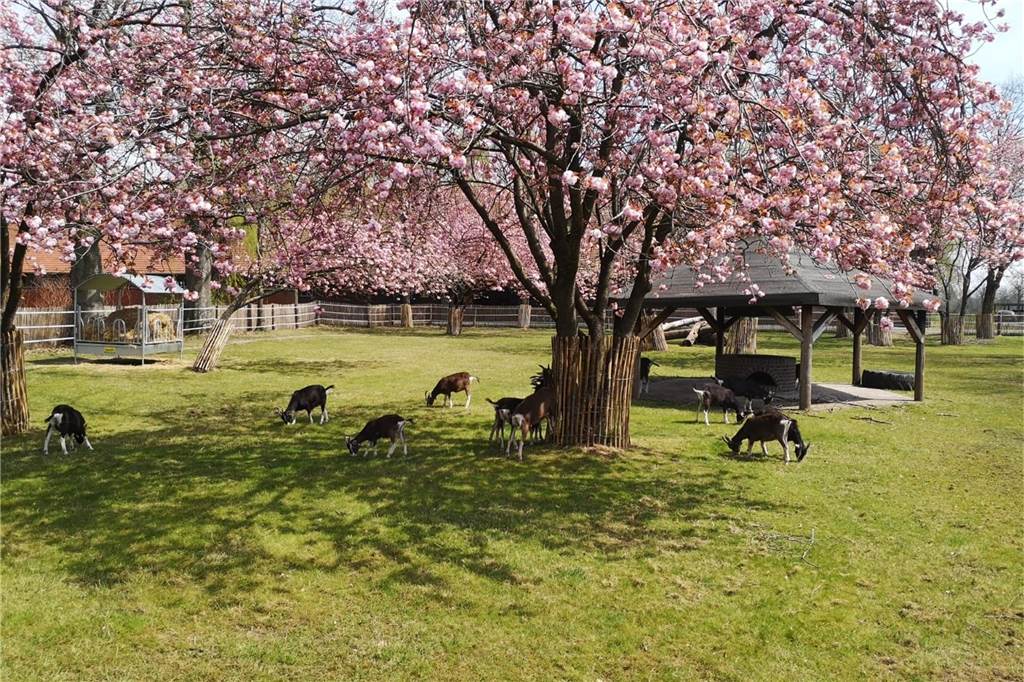 Ziegen auf dem Gelände vom Archehof Lühlerheide.