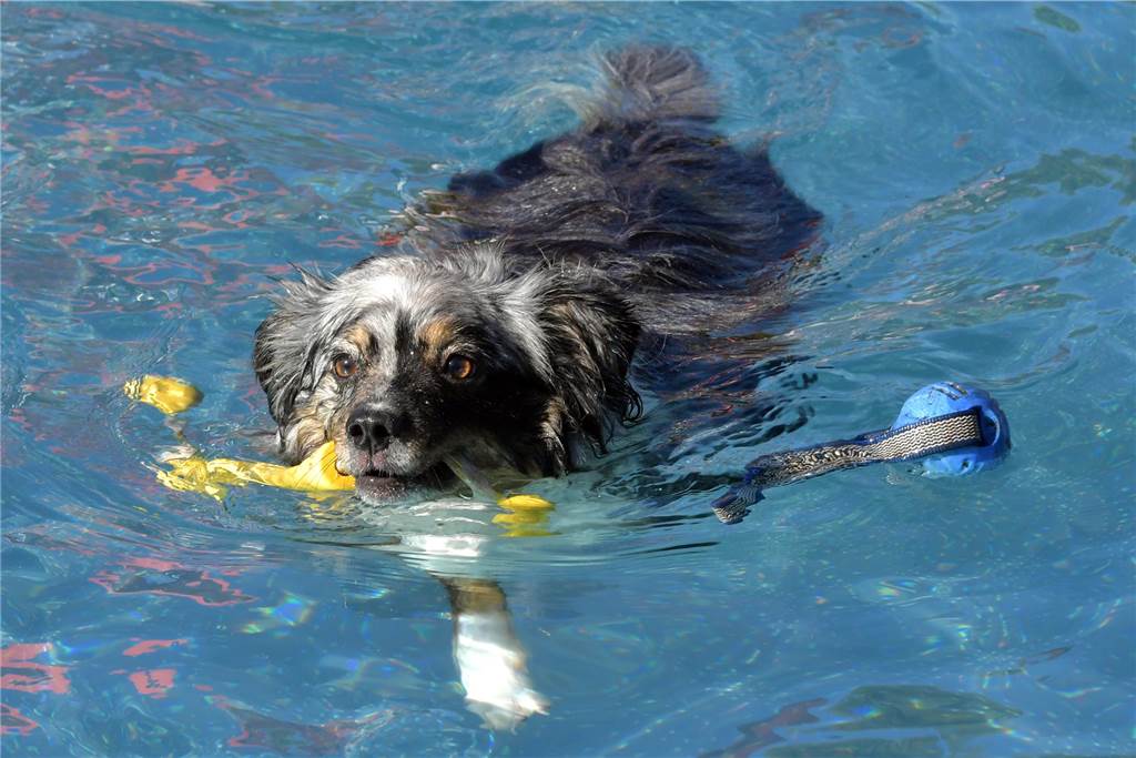 Vor allem Vierbeiner werden beim Hundeschwimmen im Selmer Freibad ziemlich viel Spaß haben.