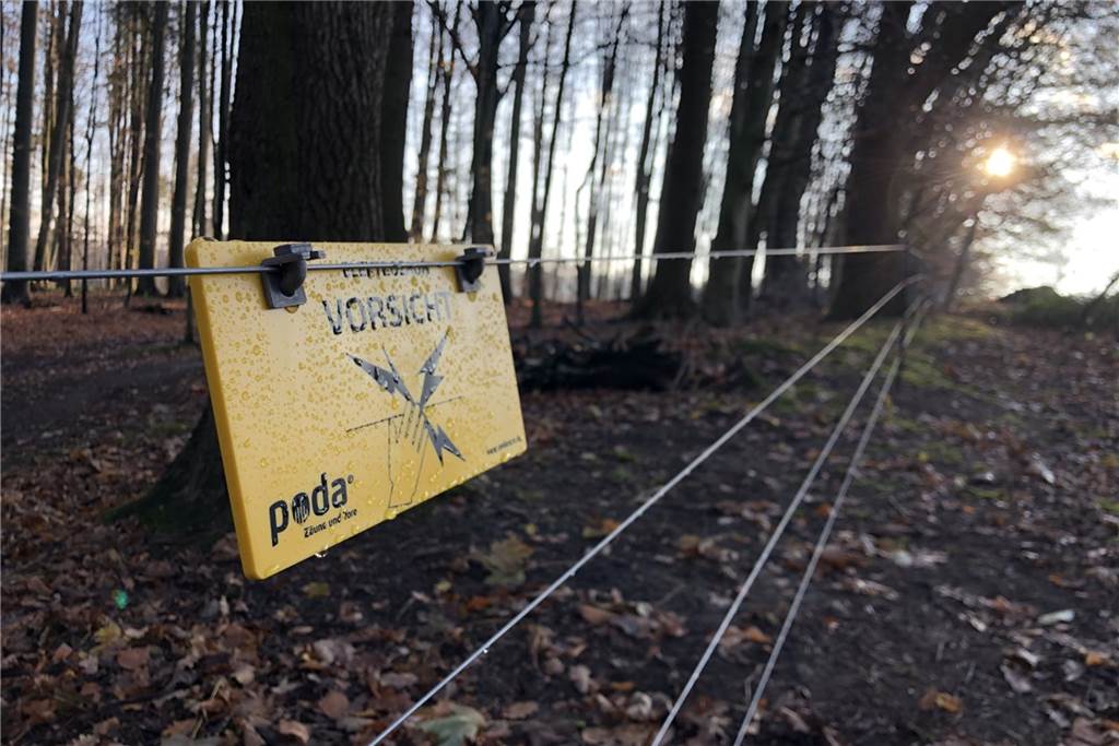 Wildschwein-Abwehr durch Stromstöße: Golfer zäunen Platz im Süden ein Vor allem zu den Waldbereichen ist die Absperrung wichtig.