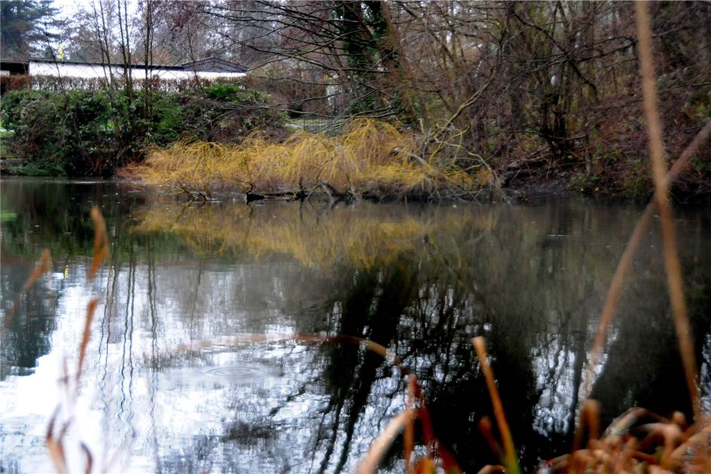 Grüntaler Teich: Baumriese an beliebtem Spazierweg kippt zum Glück nur ins Wasser Vor dem Gelände der Schiffsmodellbaufreunde ist auch noch eine Trauerweide in den Grüntaler Teich gekippt.