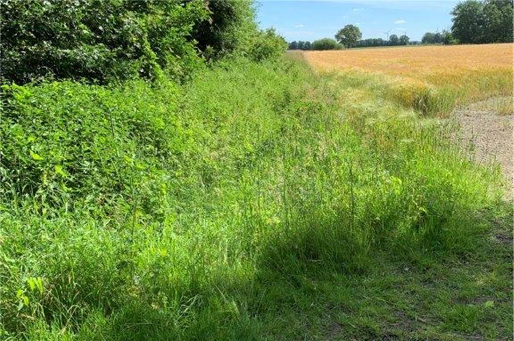 Zurück zur Natur: Wellingbach wurde auf 180 Metern renaturiert Gräser und Feld