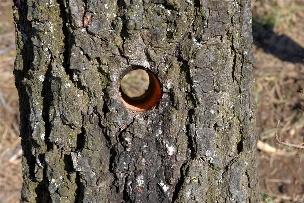 Säge, Bohrer, Säure: Rätselhafte Angriffe auf Eichen an der JVA Ergste Vor drei Jahren wurden die Eichen angebohrt und eine dunkle Flüssigkeit in die Löcher gekippt. Teilweise wurden die Bäume wieder aufgeforstet.
