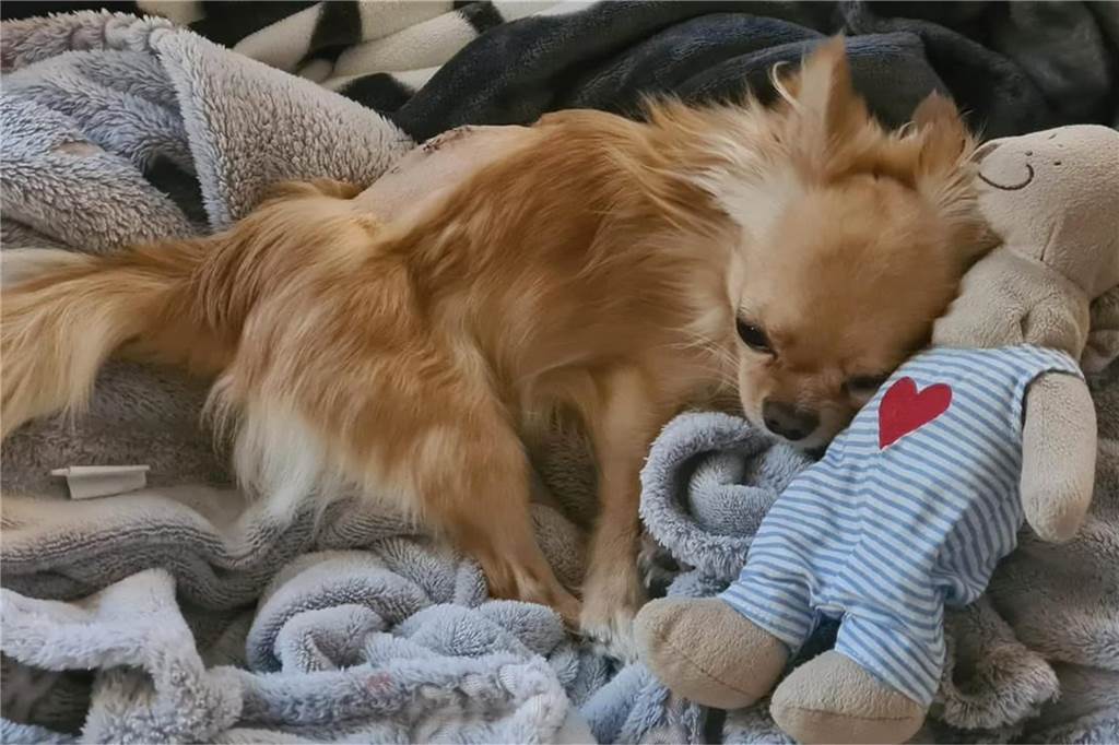 Familie feiert nach Fuchs-Attacke zweimal im Jahr Hunde-Geburtstag Chihuahua Eddy wurde vor einem Jahr von einem Fuchs lebensgefährlich verletzt.