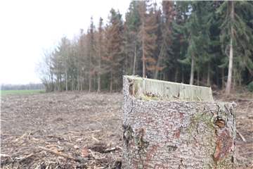 Vor genau einem Jahr wütete das Sturmtief Friederike über NRW. Was danach folgte, sorgte für extreme Verluste in den heimischen Wäldern. In einem so schlechten Zustand wie jetzt haben sich die hiesigen Wälder noch nie zuvor gezeigt.