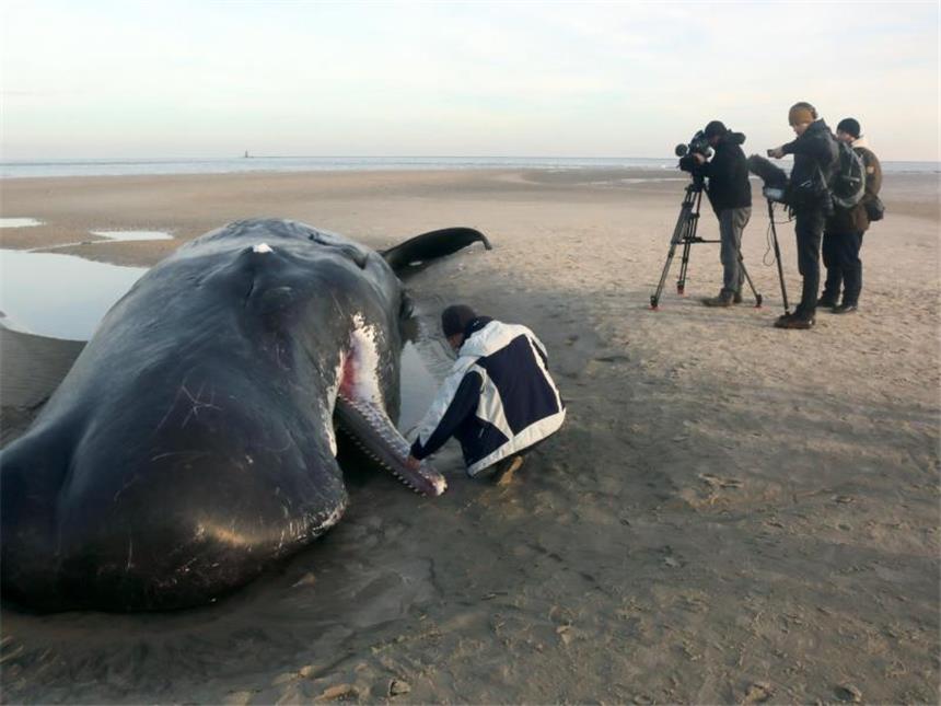 Wieder ein toter Pottwal entdeckt - Kadaver werden entsorgt Vor Helgoland sind zwei verendete Pottwale gesichtet worden. Foto: Peter Kuchenbuch-Hanken