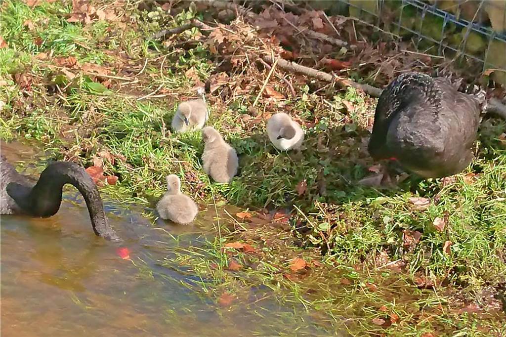 Tragische Nachricht von Trauerschwänen: Jagdhund reißt mehrere Tiere Vor wenigen Tagen waren die Schwanenküken erst geschlüpft – und nach dem ersten Notfall auf der Schwaneninsel – die Aa entlang geschwommen. Jetzt sind die Elterntiere und ein Küken tot.