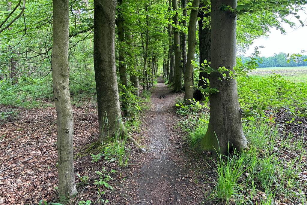 Auf Schmugglerpfaden wandern: Von Oeding nach Burlo auf dem Kommisienpatt Allee