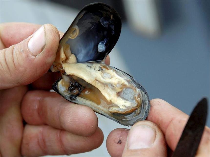 Gesammelte Muscheln nicht essen Vorsicht, mies! Selbst gesammelte Muscheln können giftige Stoffe aus Algen enthalten - und sind daher für den Verzehr nicht geeignet. (Bild: dpa)