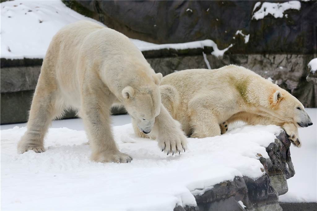 Winter-Chaos: Schwere Schlittenunfälle bei Kindern - Eurobahn fährt wieder – Liveblog Während Eisbärmännchen Bill (l) im Schnee nach Fressen sucht, macht Eisbärdame Lara ein Nickerchen.