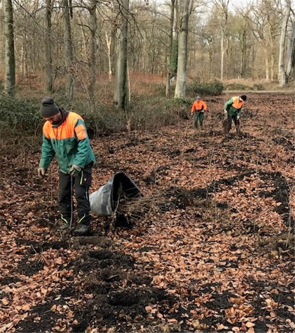 „Der ganze Wald wird sterben!“ 12.000 neue Bäume sollen Grutholz retten Waldarbeiter pflanzen junge Bäume in einem von Ela 2014 stark beschädigten Waldstück in Bladenhorst.