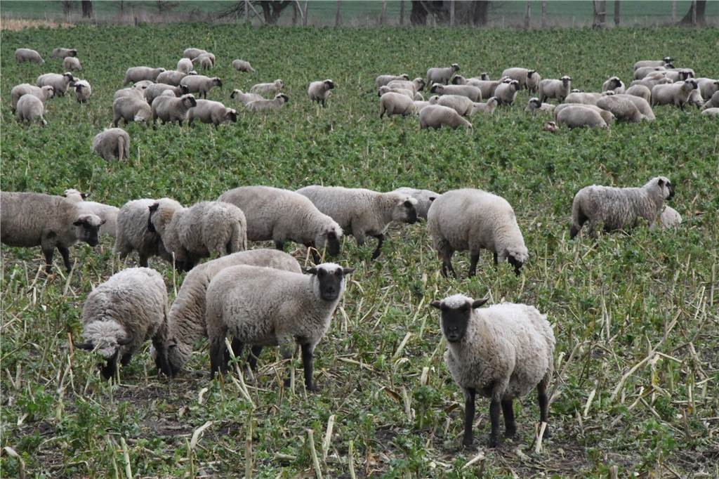 Die Karawane zieht weiter: Lüner Wanderherde ist auf den Feldern Olfens angekommen Wanderherde in Olfen