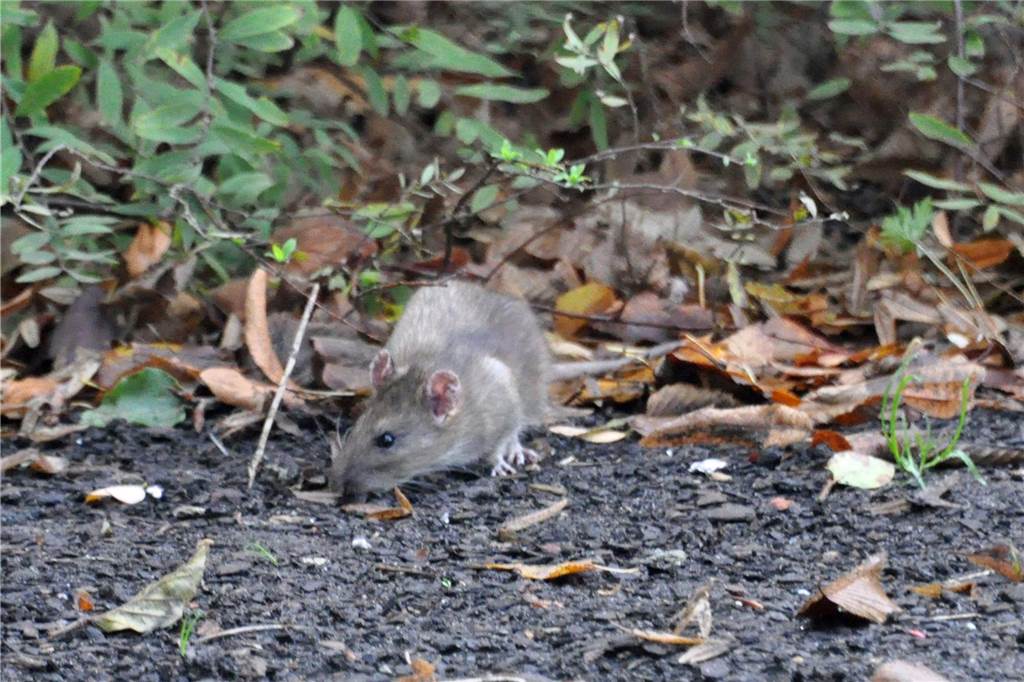 Ratten in Werner Innenstadt: „Das ist extrem ekelig für unsere Gäste“ Eine Ratte läuft über den Boden.