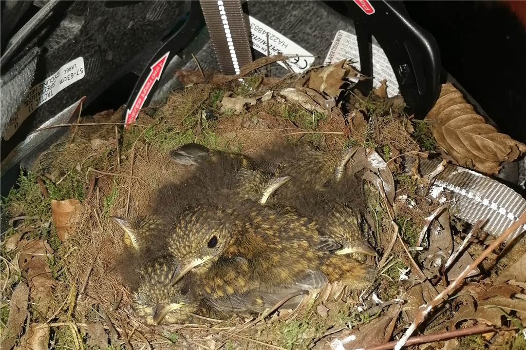 Rotkehlchen ziehen Nachwuchs in ungewöhnlichem Quartier groß Rotkehlchen im Nest