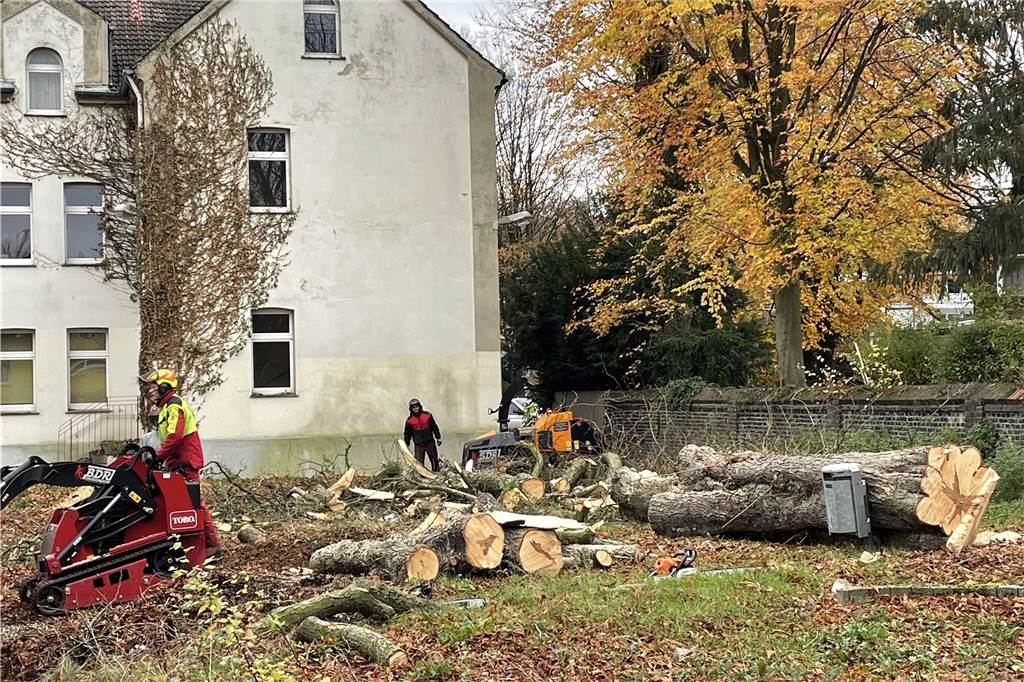 Kastanien an alter Grundschule Kley gefällt: Uwe Paulukat fassungslos Auf dem ehemaligen Schulgelände in Kley wurden Kastanien gefällt.
