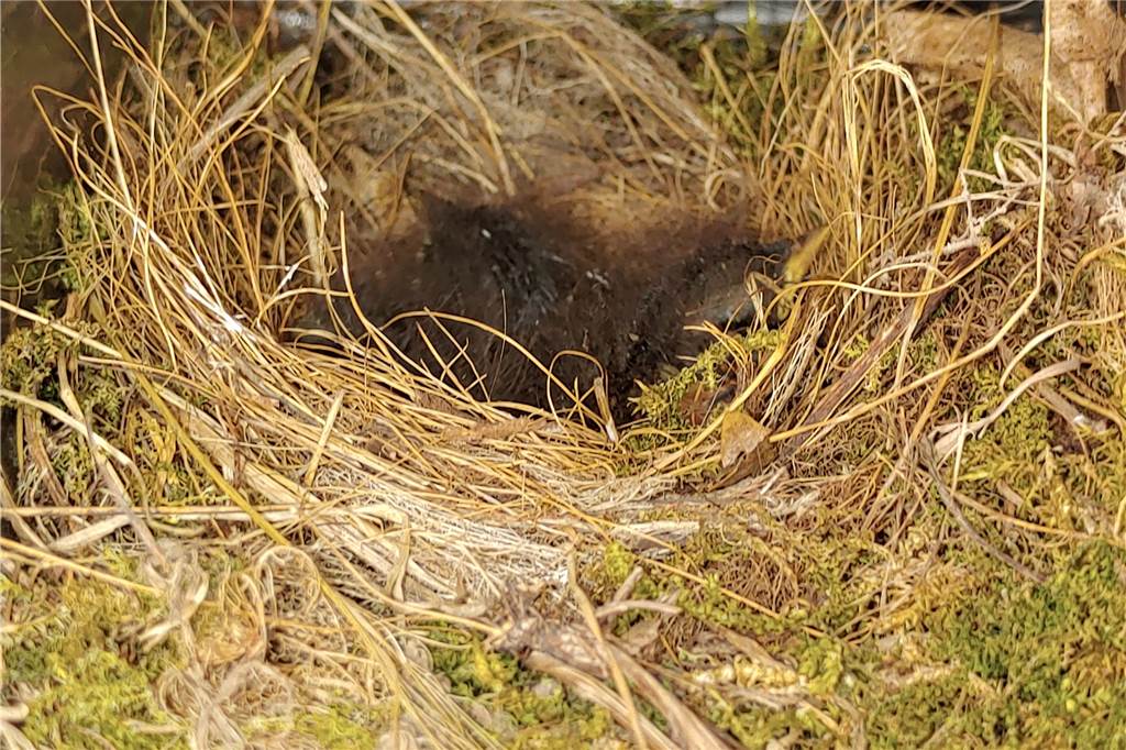 Überraschend Post für Familie aus Schwerte: Vogelnest im Briefkasten Was erst für ein Eichhörnchen-Nest gehalten wurde, entpuppte sich als Kinderstube dreier Rotkehlchen-Küken.