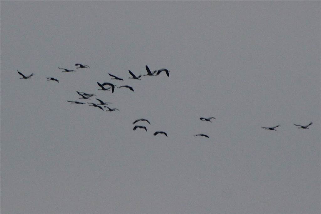 Glücksvögel über Cappenberg: Verspäteter Flug der Kraniche gen Süden zum Jahreswechsel Was ist das denn? Kraniche am Himmel - und das Ende Dezember! Das Tier mit der größten Erfahrung fliegt vorne.