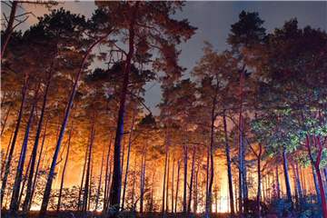 Was passiert, wenn durch einen Waldbrand das Haus oder Auto beschädigt wird? Welche Versicherungzahlt dann? Foto: Patrick Pleul
