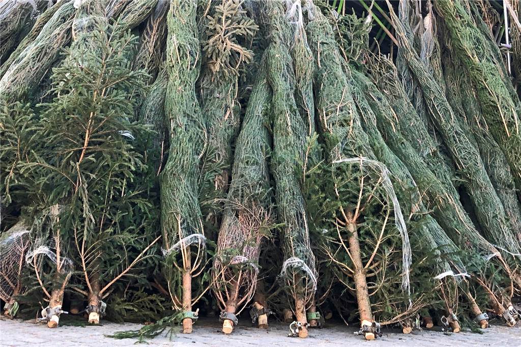 Was soll man mit solchen „Weihnachtsbäumen“ anfangen?