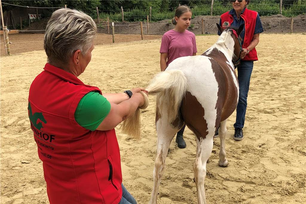 Witwe des „Knochenbrechers“ hat in Dortmund Pferde und Hunde eingerenkt Was unangenehm aussieht, lässt Büffelblume tapfer über sich ergehen. Die Hofbesitzerin Michelle Bartel hofft, dass Büffelblume nach der Behandlung die Kinder wieder besser tragen kann.