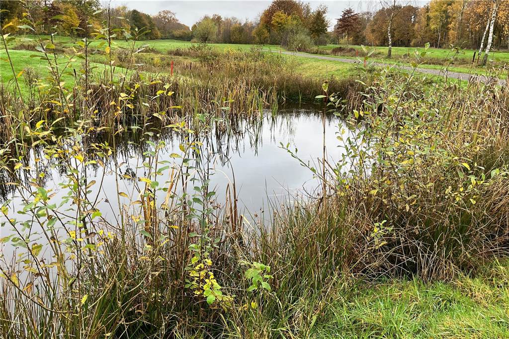 Wildwuchs statt Mähwerk: Ahauser Golfclub nutzt über die Hälfte seiner Fläche für Naturschutz Blick auf ein Feuchtgebiet auf dem Golfgelände