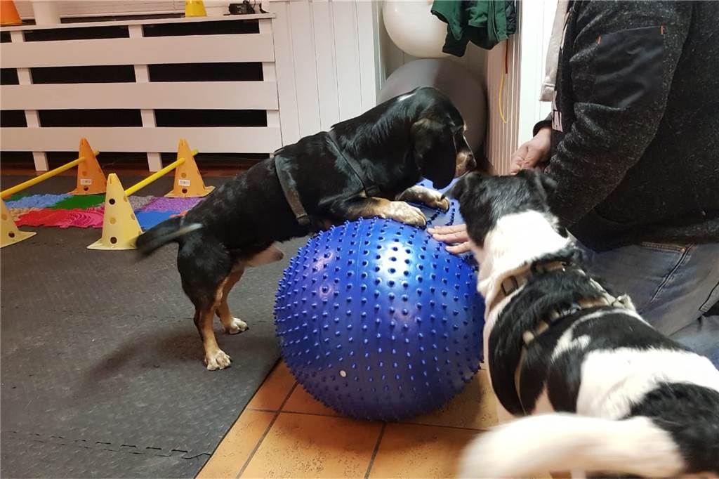 Schwere Vorwürfe gegen Ex-Bürgermeister: Streit um Hund Merlin spitzt sich zu Wegen seiner Rückenprobleme muss Merlin eigentlich die Physiotherapie besuchen.