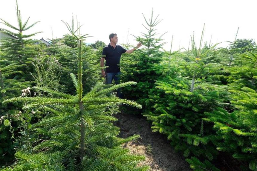 Günstiges Wetter spricht für gute Weihnachtsbaum-Ernte Weihnachtsbaumplantage in Cleebronn in Baden-Württemberg. Foto: Bernd Weißbrod