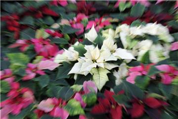 Weihnachtssterne gibt es inzwischen in verschiedenen Farben. Foto: Holger Hollemann