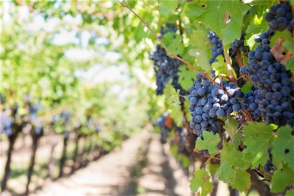 Weingenuss in NRW: Hier kommen Vino-Fans auf ihre Kosten trauben auf einem feld