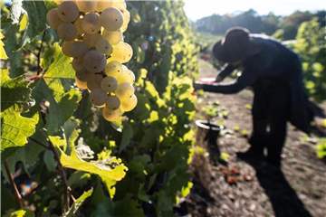 Weinlese in Hessen. Die Winzer in Deutschland können sich in diesem Jahr über eine reiche Ernte freuen. Foto: Swen Pförtner