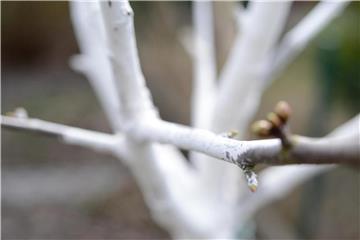 Weiße Farbe schützt den Baum vor Frostrissen und knabbernden Wildtieren. Foto: Andrea Warnecke/dpa-tmn